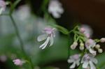 Dcim6034/DSC_0007