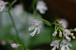 Dcim6034/DSC_0008