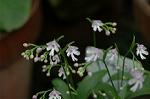 Dcim6034/DSC_0011