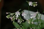 Dcim6034/DSC_0012
