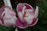 Dcim6034/DSC_0015