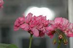 Dcim6034/DSC_0032
