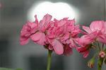 Dcim6034/DSC_0033