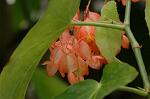 Dcim6034/DSC_0066