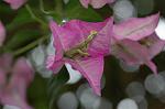 Dcim6034/DSC_0083