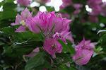 Dcim6034/DSC_0085
