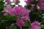 Dcim6034/DSC_0087