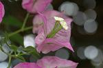 Dcim6034/DSC_0088
