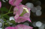Dcim6034/DSC_0089