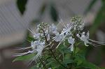 Dcim6034/DSC_0110