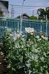 Dcim6036/DSC_7299