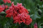 Dcim6038/DSC_7568