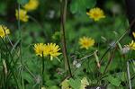 Dcim6038/DSC_7602
