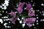 Dcim6039/DSC_7712