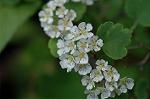 Dcim6040/DSC_0182
