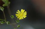 Dcim6040/DSC_0193