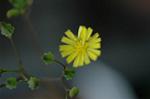 Dcim6040/DSC_0196