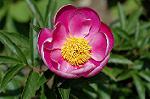 Dcim6040/DSC_0239