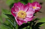 Dcim6040/DSC_0241