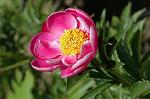 Dcim6040/DSC_0243
