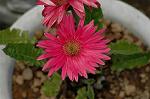 Dcim6041/DSC_0295