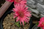 Dcim6041/DSC_0296