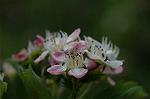 Dcim6041/DSC_0317