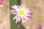 Dcim6041/DSC_0357