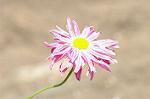 Dcim6041/DSC_0359