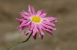Dcim6041/DSC_0362