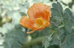Dcim6041/DSC_0378