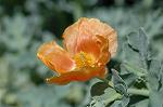 Dcim6042/DSC_0385