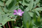 Dcim6042/DSC_0396