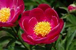 Dcim6042/DSC_0415