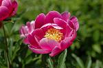 Dcim6042/DSC_0420