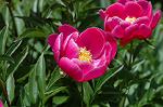 Dcim6042/DSC_0421