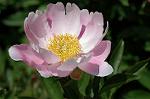 Dcim6042/DSC_0425
