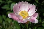 Dcim6042/DSC_0426