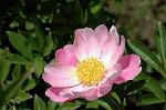 Dcim6042/DSC_0427