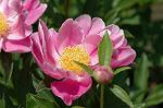 Dcim6042/DSC_0432