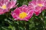 Dcim6042/DSC_0433