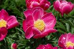 Dcim6042/DSC_0445