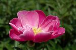 Dcim6042/DSC_0447