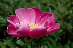Dcim6042/DSC_0448