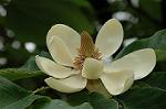 Dcim6042/DSC_0492