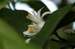 Dcim6043/DSC_0521