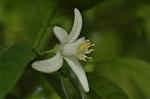 Dcim6043/DSC_0538