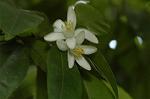 Dcim6043/DSC_0540