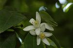Dcim6043/DSC_0544