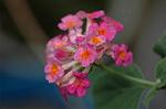 Dcim6043/DSC_0552